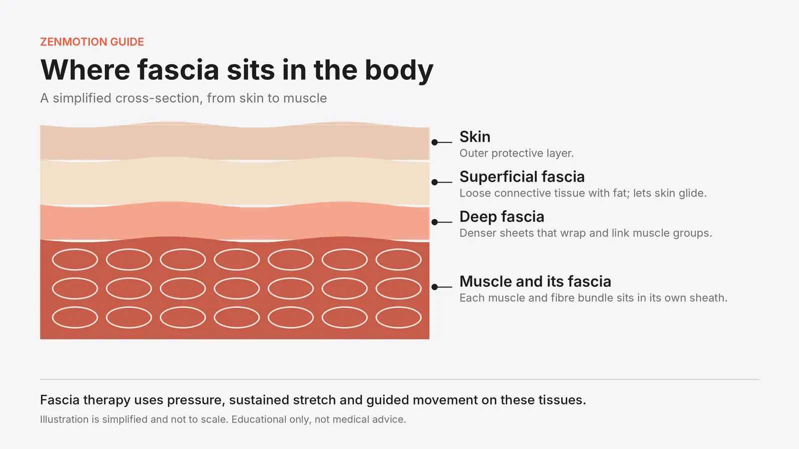 Diagram of fascia layers from skin to superficial fascia, deep fascia and muscle
